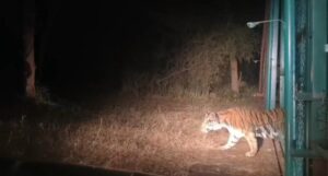 Umaria News: बांधवगढ़ में युवा बाघिन का सुरक्षित रेस्क्यू, निगरानी में रखा गया, राजस्थान भेजने की तैयारी