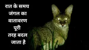आधी रात में बांधवगढ़ टाइगर रिजर्व के जंगल में दिखी दुर्लभ कैट, रोमांचक पल कैमरे में कैद
