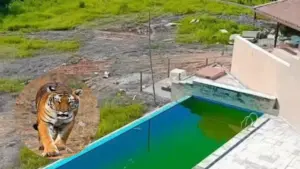 मप्र में बाघ काॅरिडोर के पास तीसरे कोल ब्लाॅक को खनन की स्वीकृति