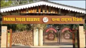 पन्ना टाइगर रिजर्व में होमस्टे के नाम पर बना डाला आलीशान रिसॉर्ट… डिप्टी डायरेक्टर बोले- जल्द होगी बड़ी कार्रवाई
