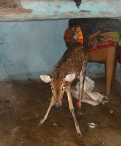 कुत्तों से जान बचाकर ग्रामीण के घर में घुसा चीतल का शावक, वन विभाग ने किया रेस्क्यू