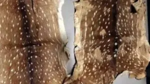 सीधी में भाजपा नेता की कार से तीन तेंदुओं की खाल बरामद, ग्वालियर संभाग के शिकारी गिरोह से जुड़े तार