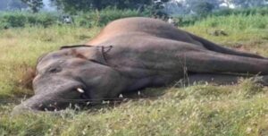 शहडोल में करंट से मरे साथी हाथी की कब्र पर पहुंचा झुंड, डीएफओ बोलीं- हाथियों में भी इंसानों जैसा शोक व्यवहार
