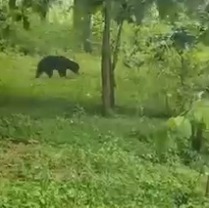 अनूपपुर: कॉलोनी में भालू से डरकर भागे बिजली कर्मचारी, रातभर अंधेरे में रहे लोग, वन विभाग से रेस्क्यू की मांग