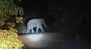 शहडोल के जंगल में पहुंचा जंगली हाथी: झुंड से बिछड़कर छत्तीसगढ़ के रास्ते आया; गांवों में मुनादी, टीमें तैनात